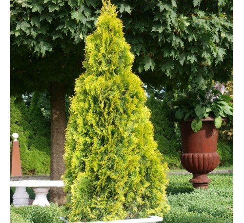 Туя западная Голден Смарагд (Golden Smaragd®) С2,5